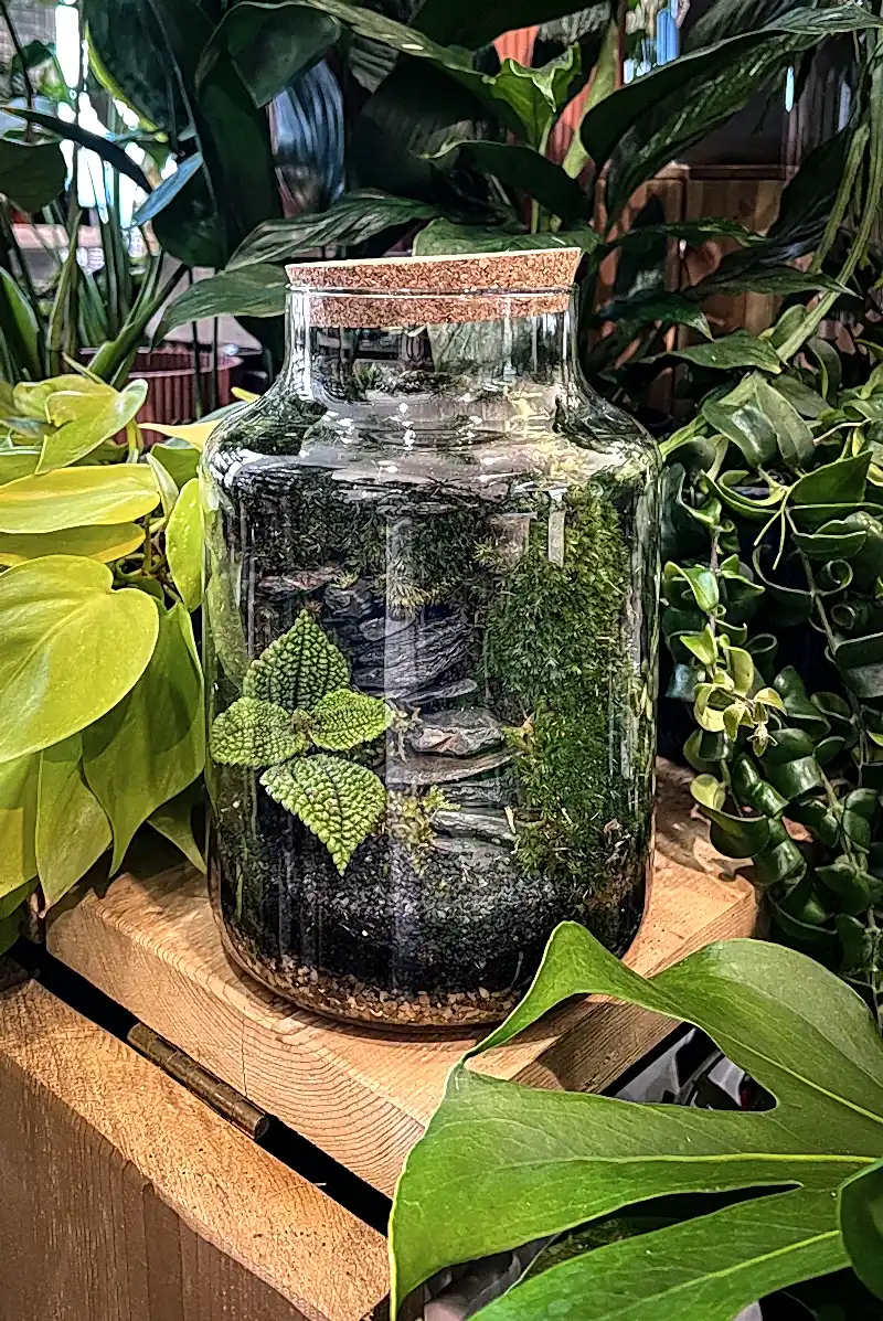 Monastery Steps Terrarium