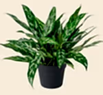 Aglaonema Chinesse Evergreen