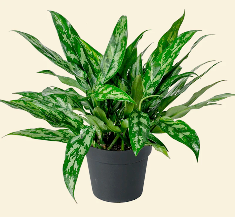 Aglaonema Chinesse Evergreen