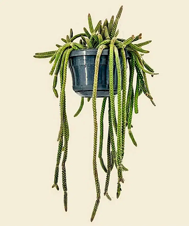 Aporocactus malisonii
