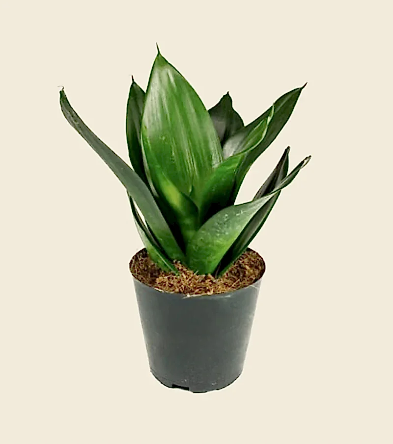 Sansevieria Black Dragon