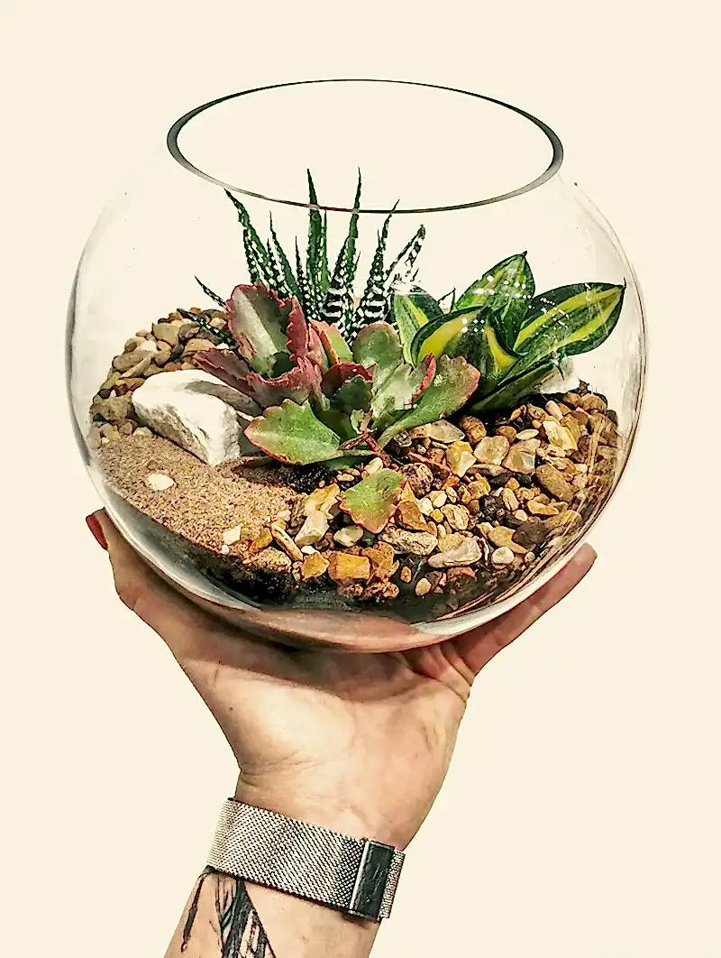 Succulent & Cactus Arrangement Workshop