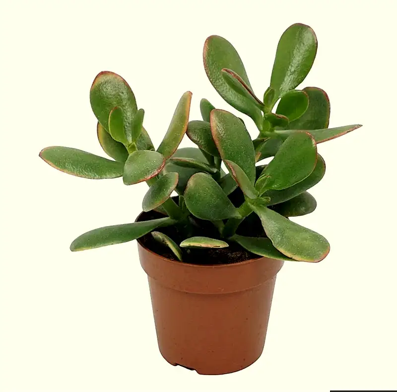 Crassula ovata 'Sunset'