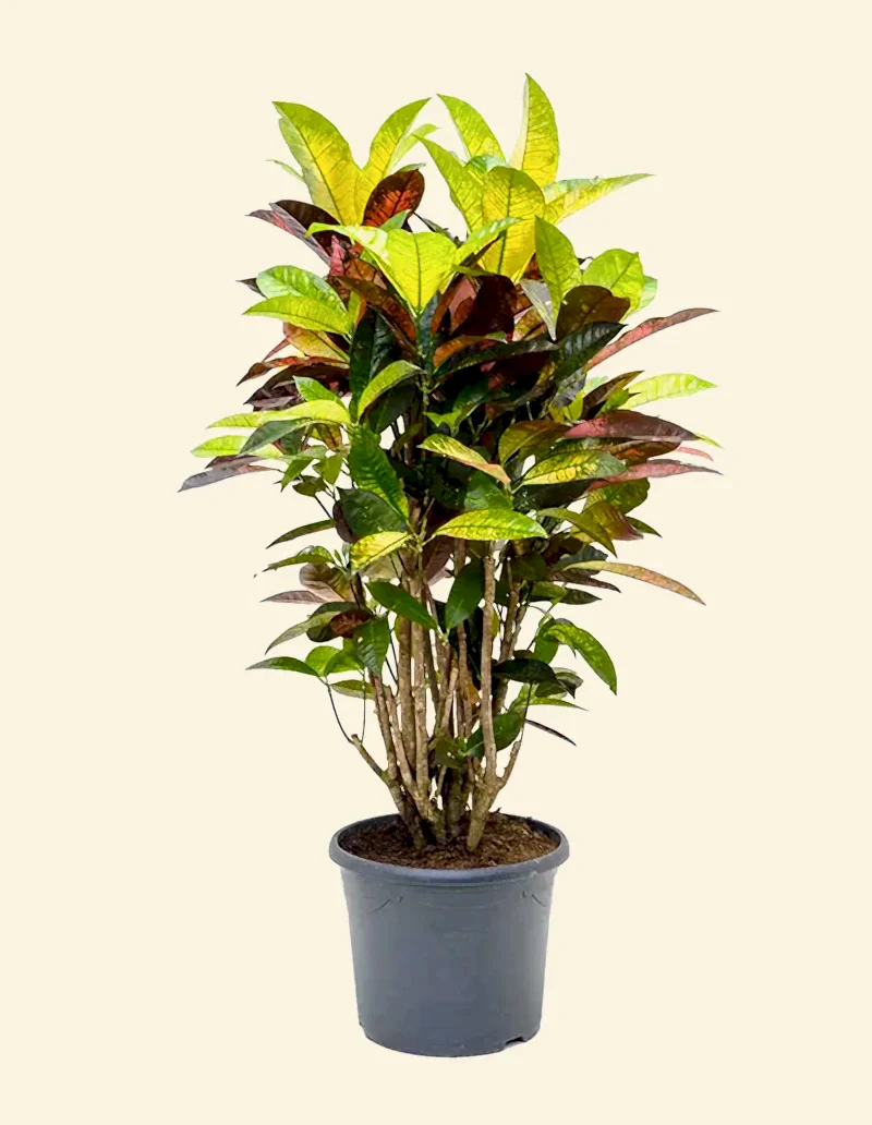 Croton Codiaeum Iceton