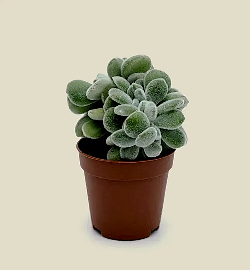 Echevieria frosty cristata