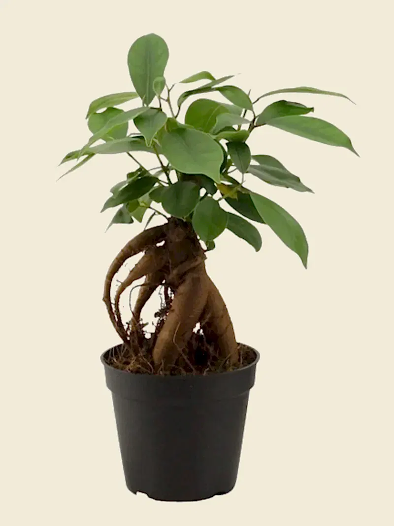 Ficus Bonsai Ginseng