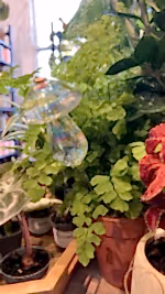 Glass watering mushroom