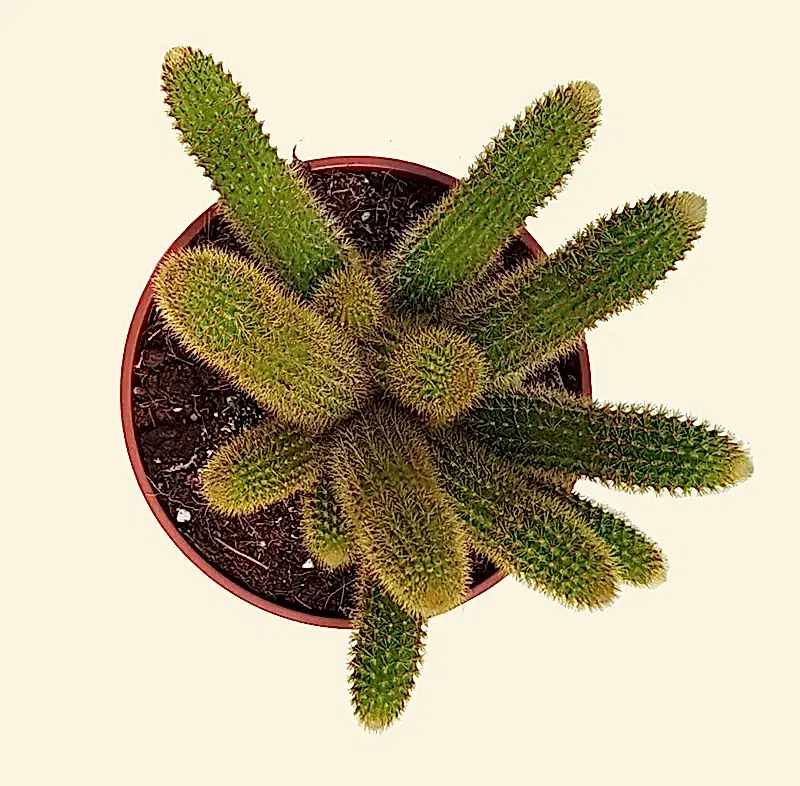 Golden Rat Tail Cactus