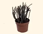 Crassula muscosa 'Harmony'