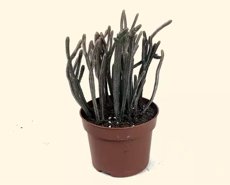 Crassula muscosa 'Harmony'