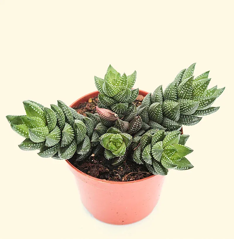 Haworthia Reinwardtii