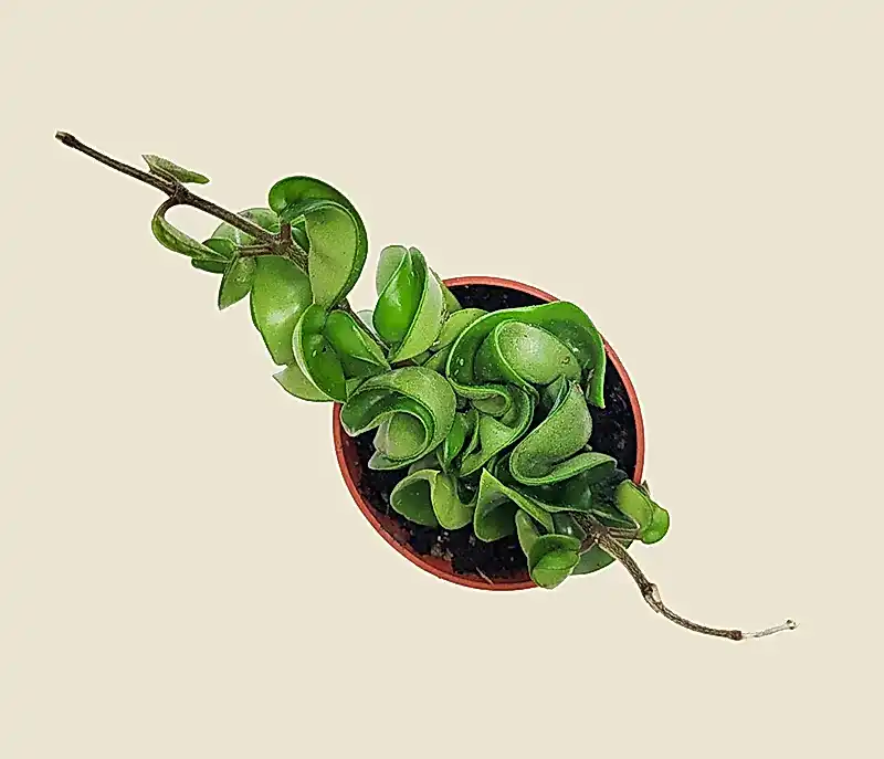 Hoya Carnosa Compacta