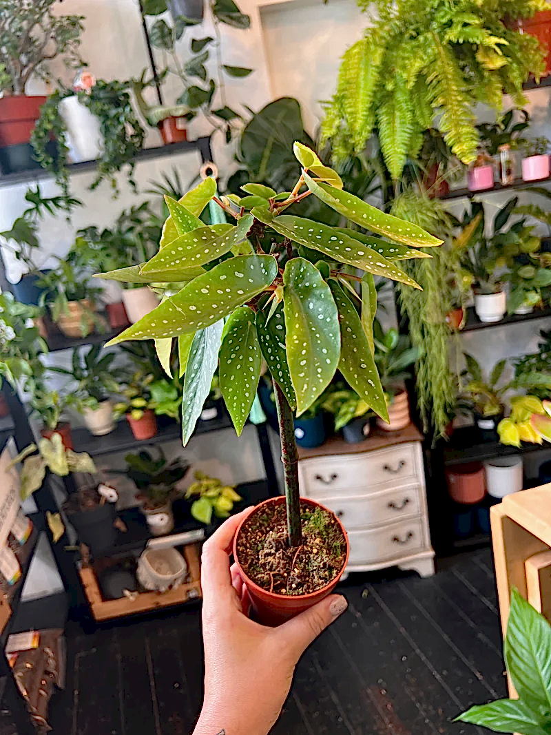 Begonia Tamaya