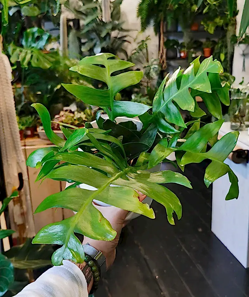 Fern-leaf Cactus