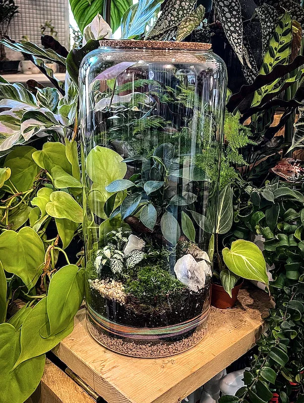 Bonsai Terrarium with Sand Layers