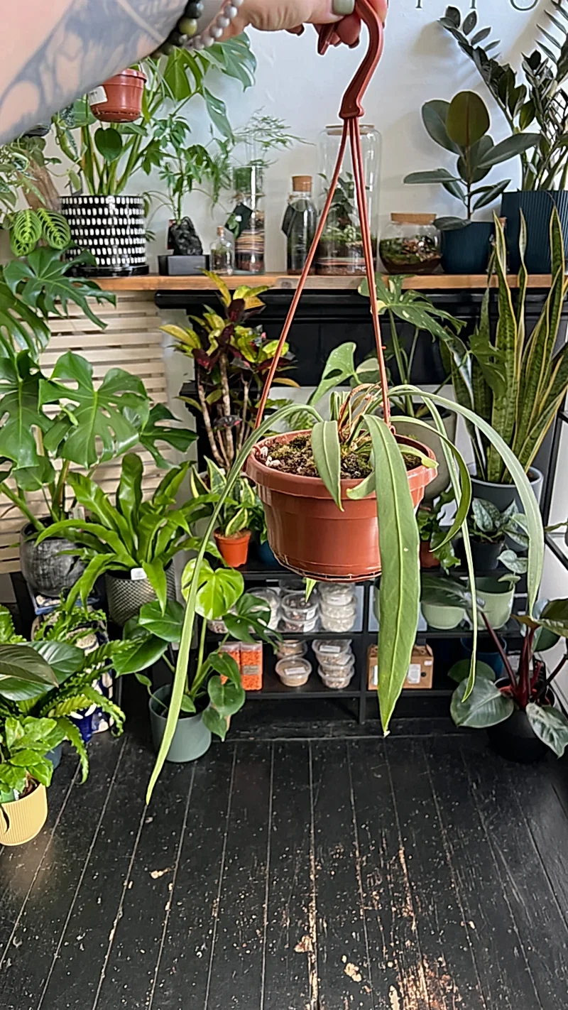 Anthurium vittarifolium