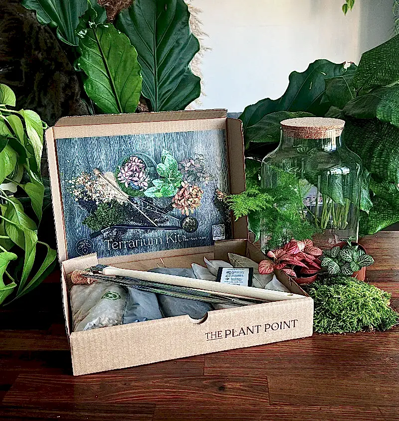 eco-friendly DIY terrarium kit