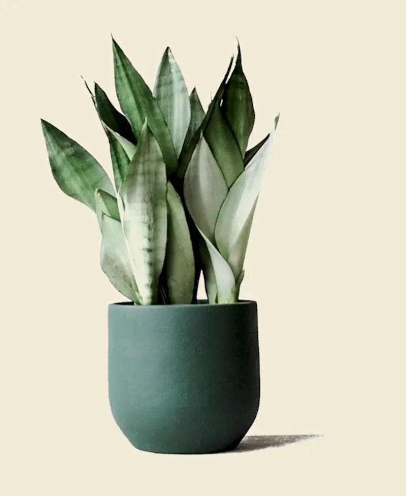 Snake Plant - Moonshine