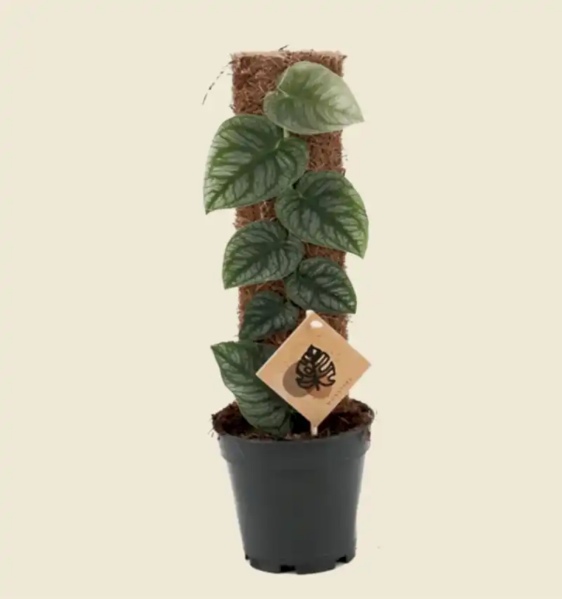 Monstera Dubia Juvenile