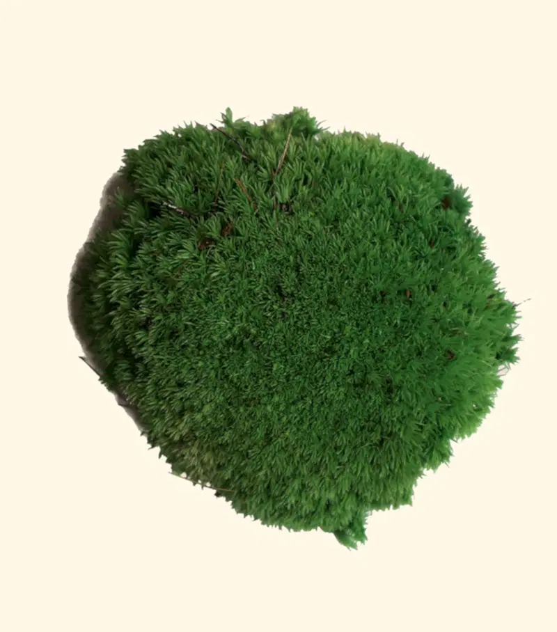Bun moss