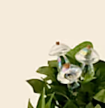 `#detail-photo`