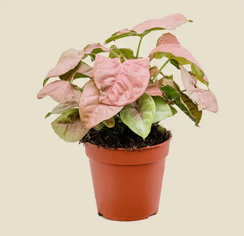 Syngonium Neon Robusta