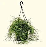 Rhipsalis Baccifera Oasis