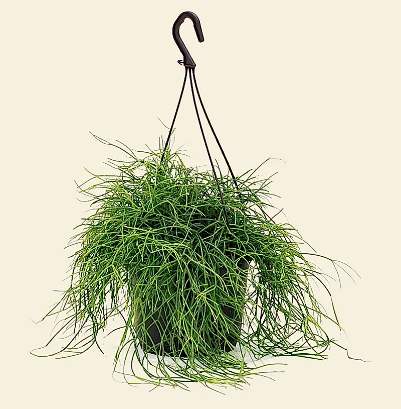 Rhipsalis Baccifera Oasis