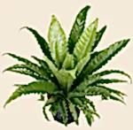 Asplenium nidus ‘Osaka’
