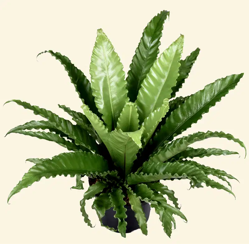 Asplenium nidus ‘Osaka’