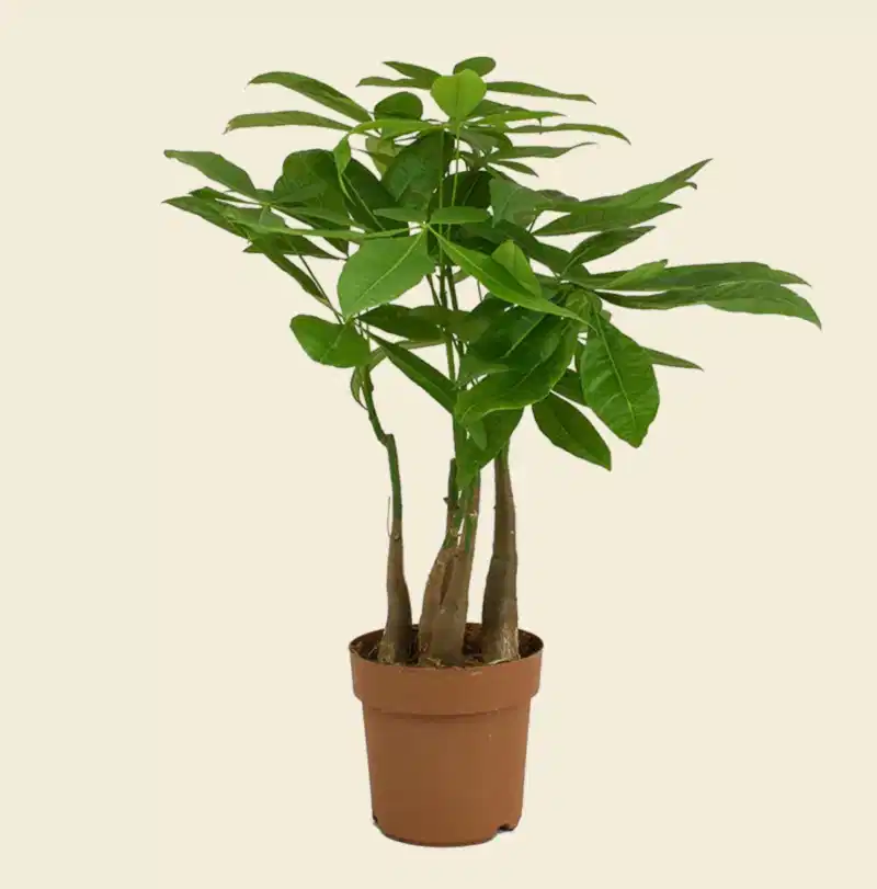Pachira Money Tree