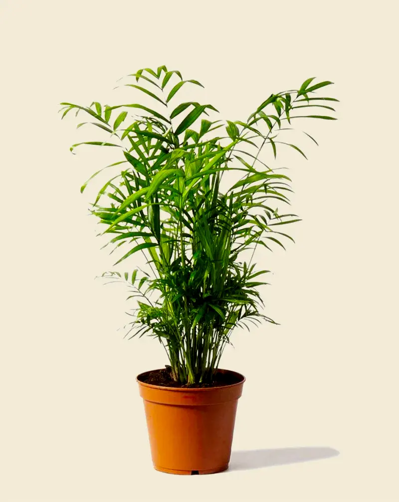 Parlour Palm