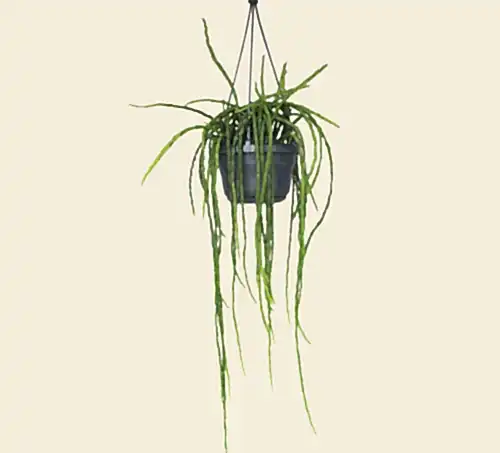 Rhipsalis Paradoxa