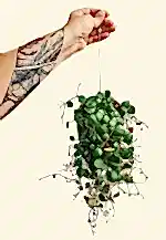Peperomia peperspot