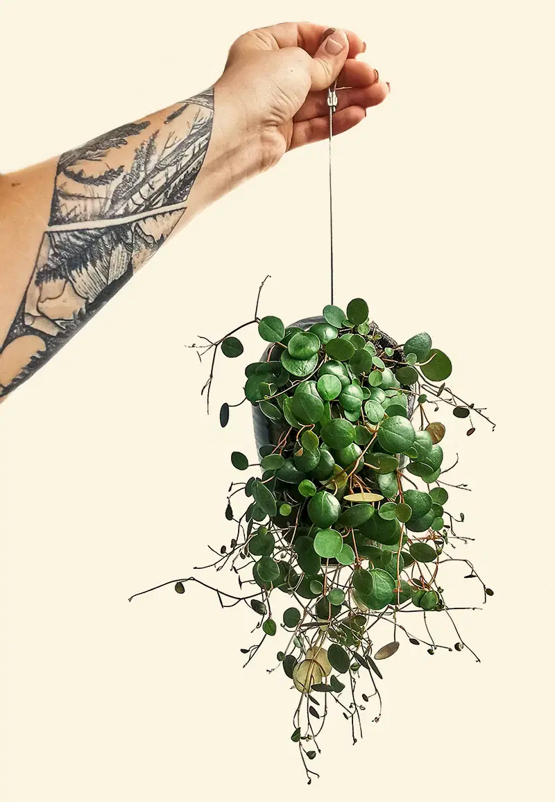 Peperomia peperspot