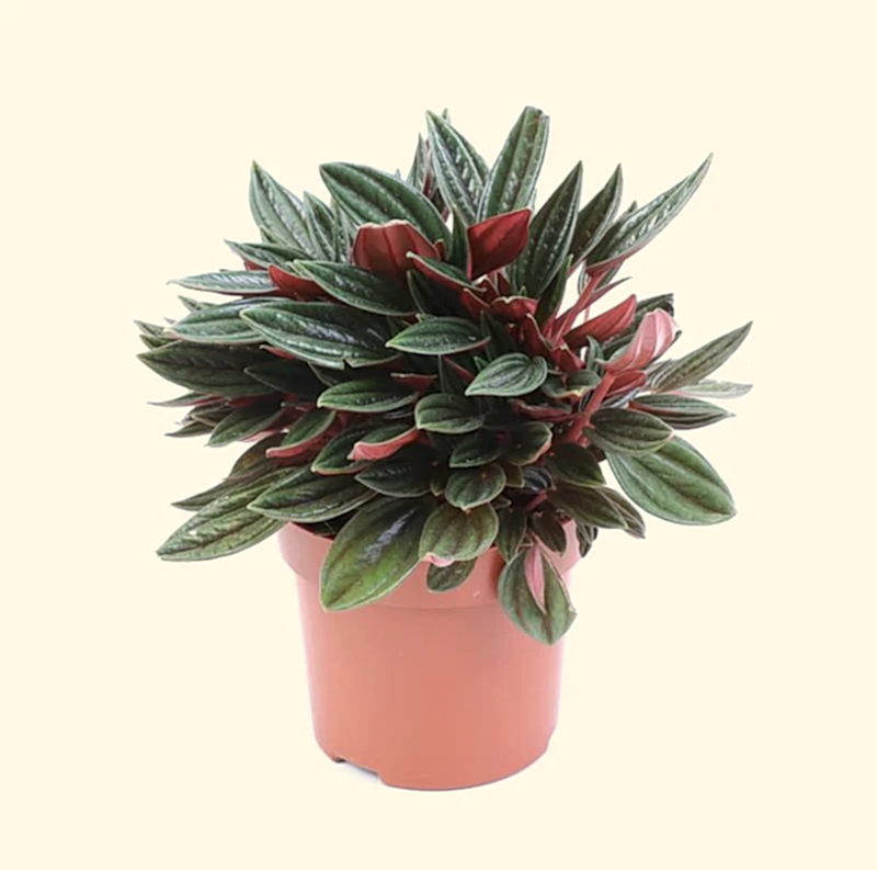 Peperomia Rosso