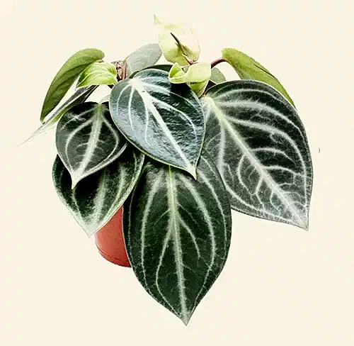 Peperomia Sarcophylla