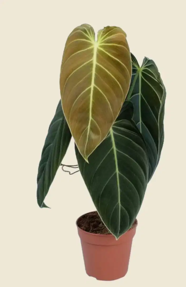 Philodendron melanochrysum
