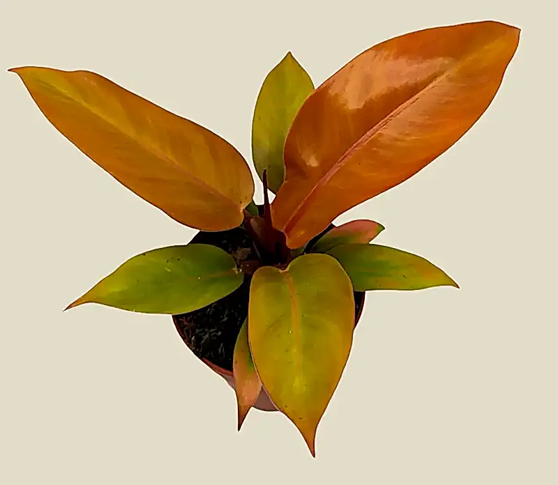 Philodendron 'Prince of Orange'