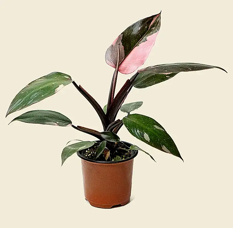 Philodendron Pink Princess