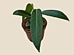 Queen Anthurium