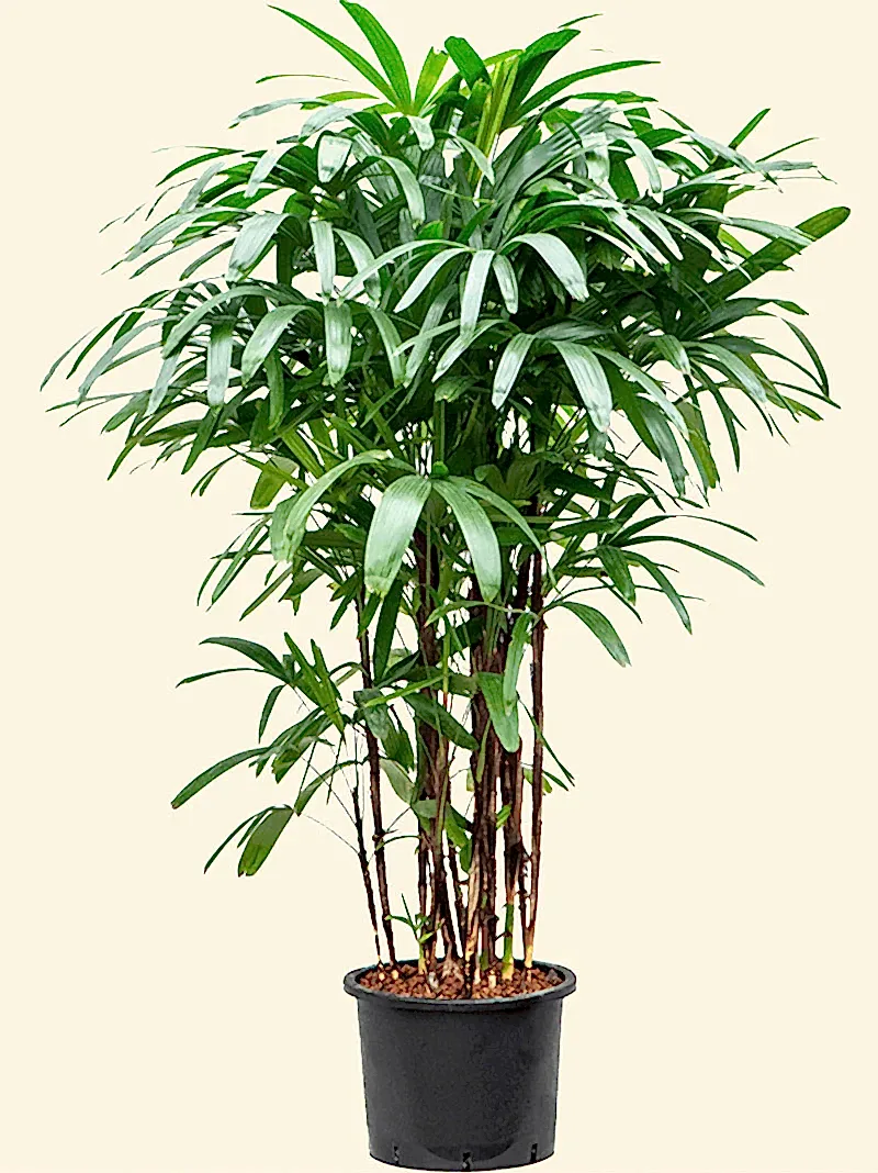 Rhapis excelsa - Lady Palm