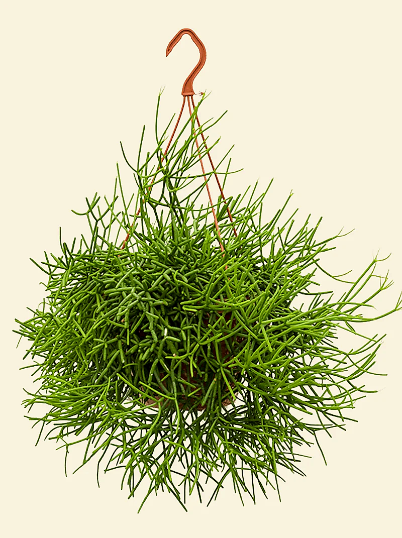 Rhipsalis Heteroclada