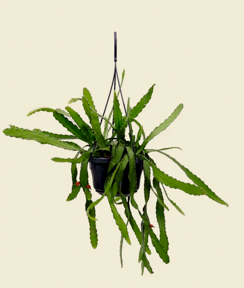 Rhipsalis monacantha