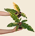 Philodendron Ring of Fire
