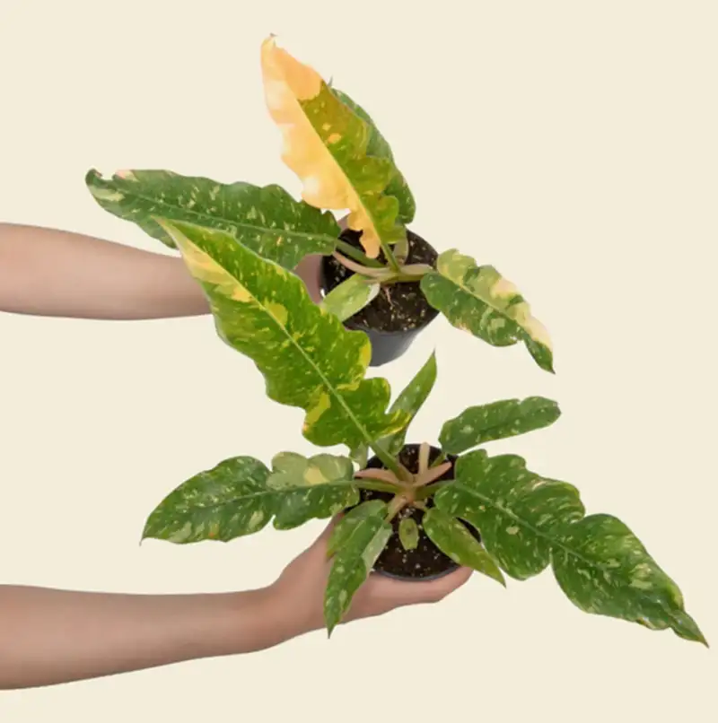 Philodendron Ring of Fire