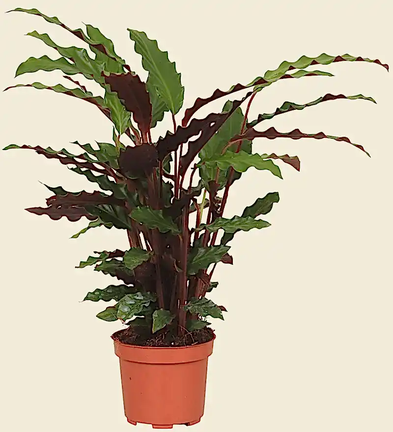 Velvet Calathea