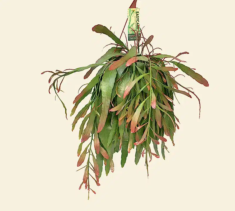 Pseudorhipsalis Ramulosa