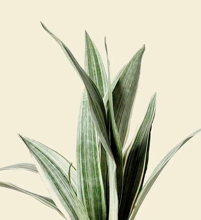 Sansevieria Metallica