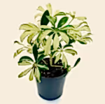 Variegated Umbrella Plant